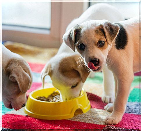 puppies eating