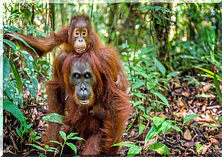 Female orangutans are some of nature's best mothers.