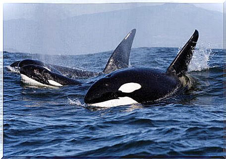 Killing orcas is a serious problem and the blackfish documentary exposes this reality.