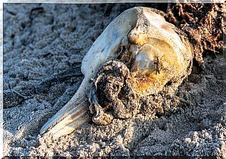 A dead dolphin on the beach.