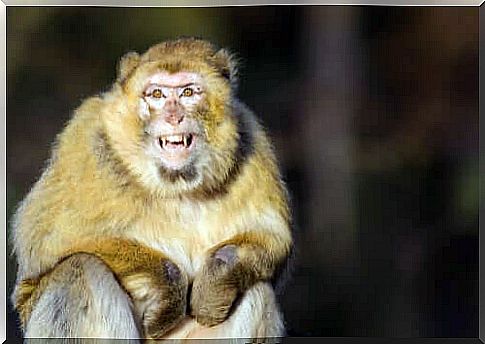 tourists annoy the monkeys