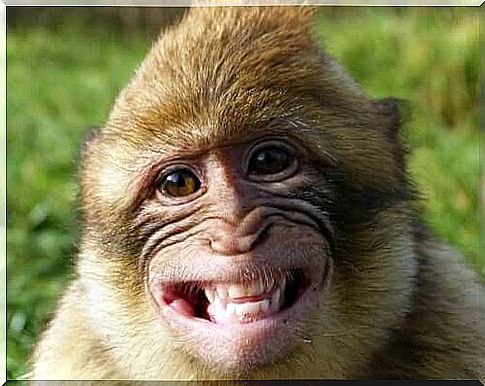 monkey smiling