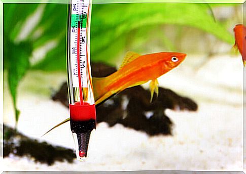 Type of water for your aquarium: fresh or salt?