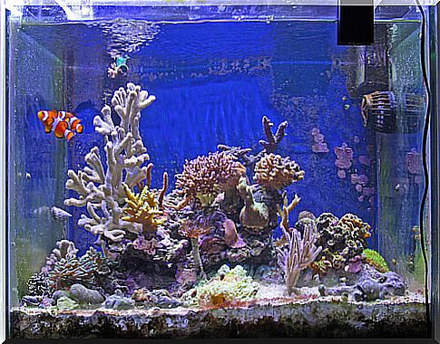 salt water aquarium