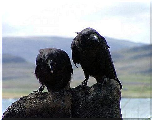 vultures