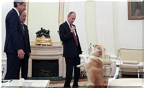 Vladimir Putin's dog scares Japanese journalists