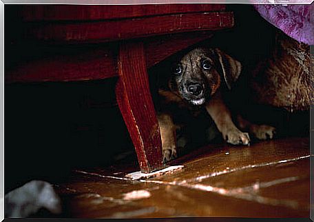 A scared dog under the bed.