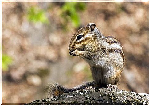 What are Siberian Squirrel Diseases?