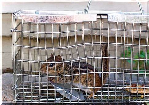 Siberian squirrel diseases