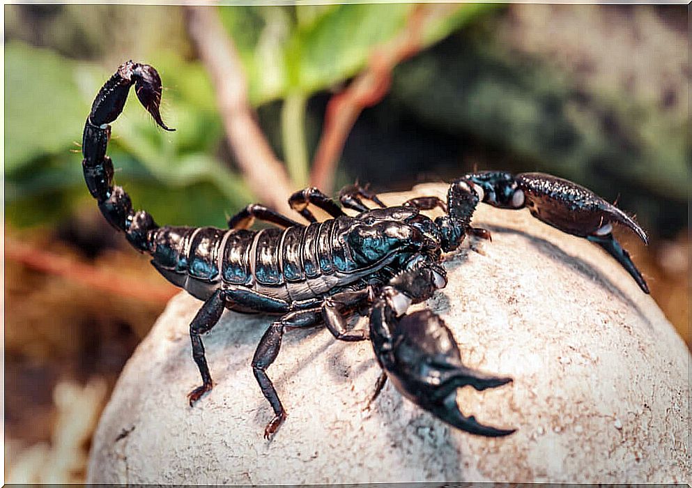 What do scorpions eat?