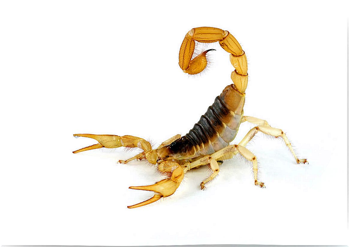 What do scorpions eat?