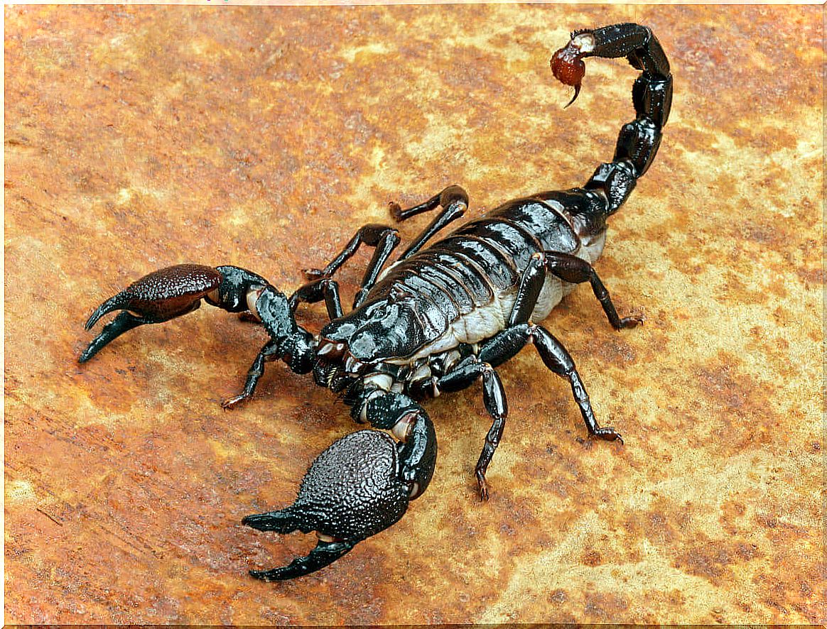 Dealing with a scorpion can be a daunting task.