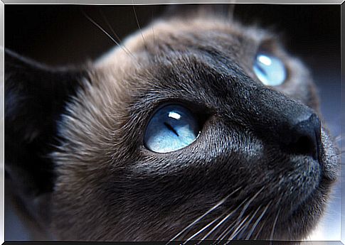 cat with blue eyes