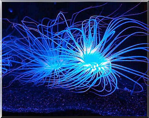 What is bioluminescence?