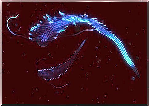 Chemical process behind bioluminescence