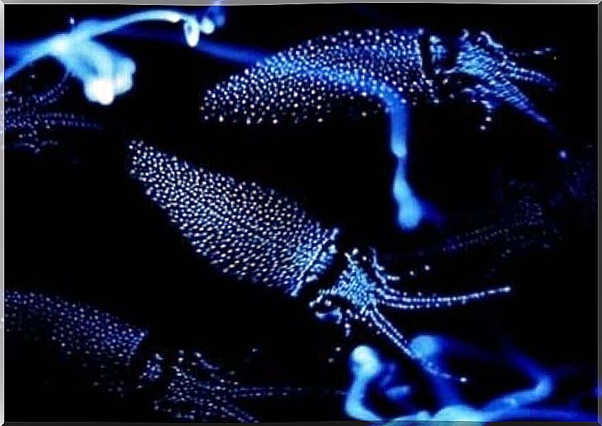 Types of Bioluminescence