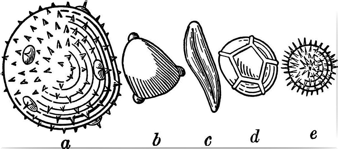 a paleoecologia