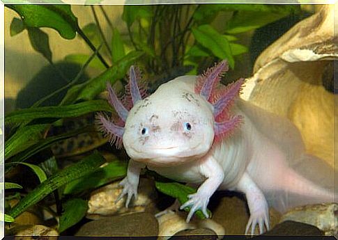 What is axolotl?  Know all about this peculiar animal