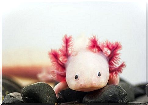 Axolotl in its habitat