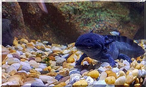 dark colored axolotl