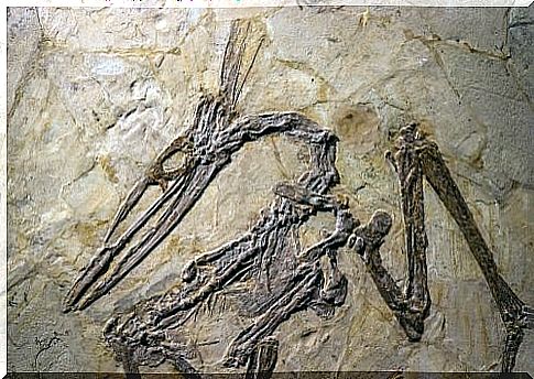 Pterosaur fossils 