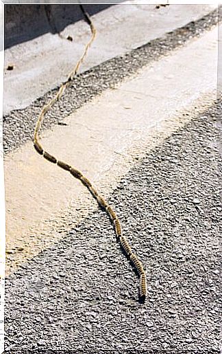 Large row of processionary caterpillars in a row