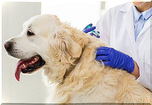 dog at the veterinarian receiving injection