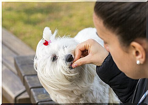 owner feeding animal