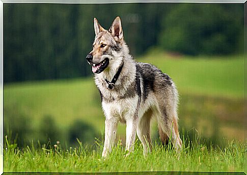 Wolves are ancestors of dogs