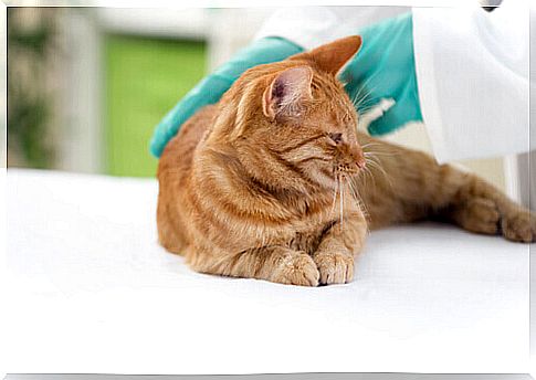 What are the mandatory vaccinations for your pet?