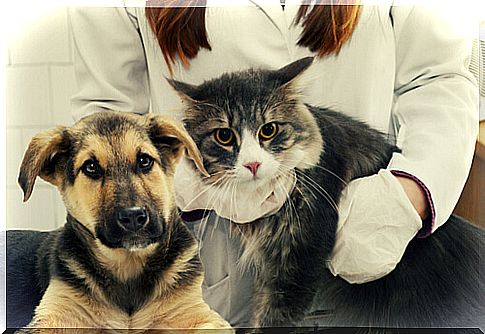 veterinarian dog and cat