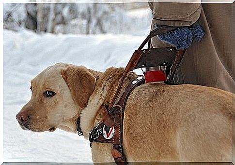 What We Should Know About Guide Dogs