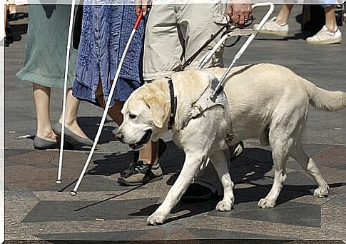 guide dog helping the blind to cross the street