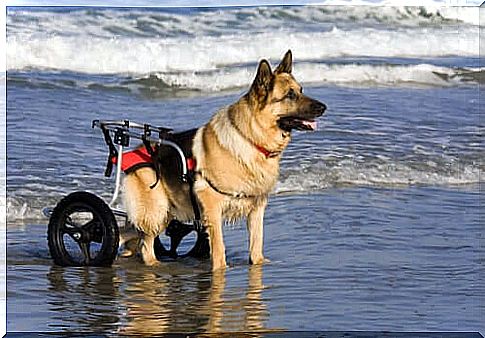 Wheelchair models for dogs