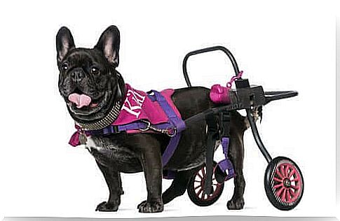 Wheelchair for dogs