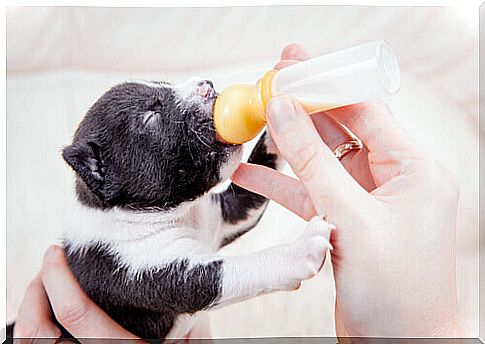 When to give artificial formula milk to a puppy?