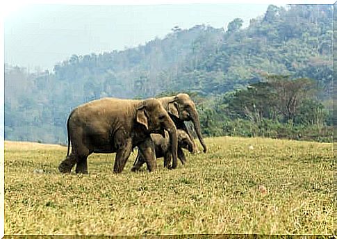 Where do Asian elephants live?