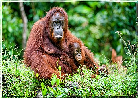 Chimpanzee mother with her cub in the wild