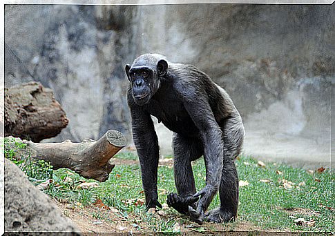 Chimpanzee