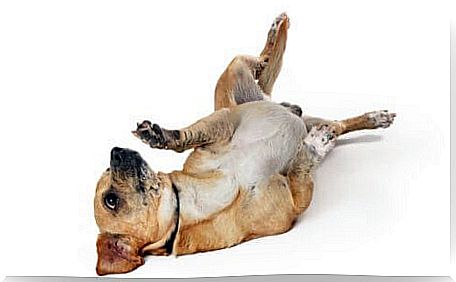 A dog showing its belly.