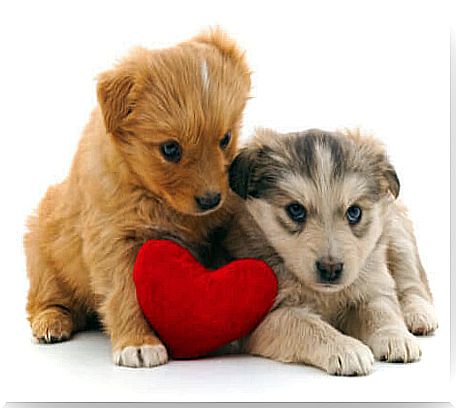 A dog gift for Valentine's Day.