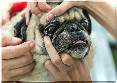 Eye infection in dogs