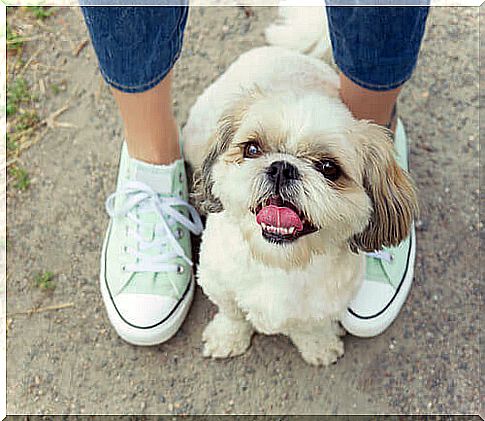 Why do dogs like to get between our feet?