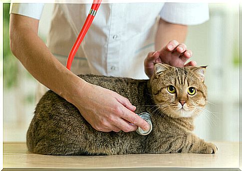 Treatment for cats