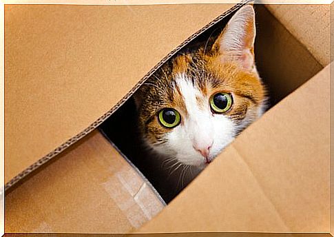 cat inside cardboard box