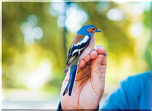 little bird in the owner's hand