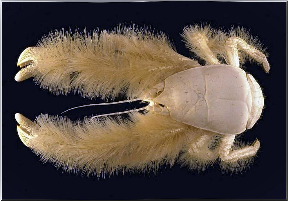 Yeti crab: customs and curiosities