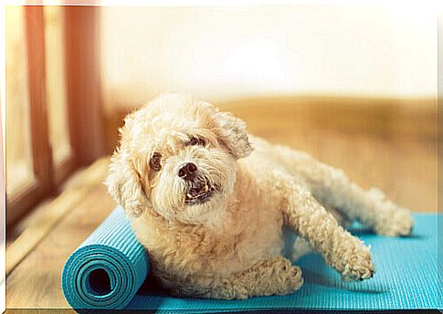 exercises-for-dogs-at-rest